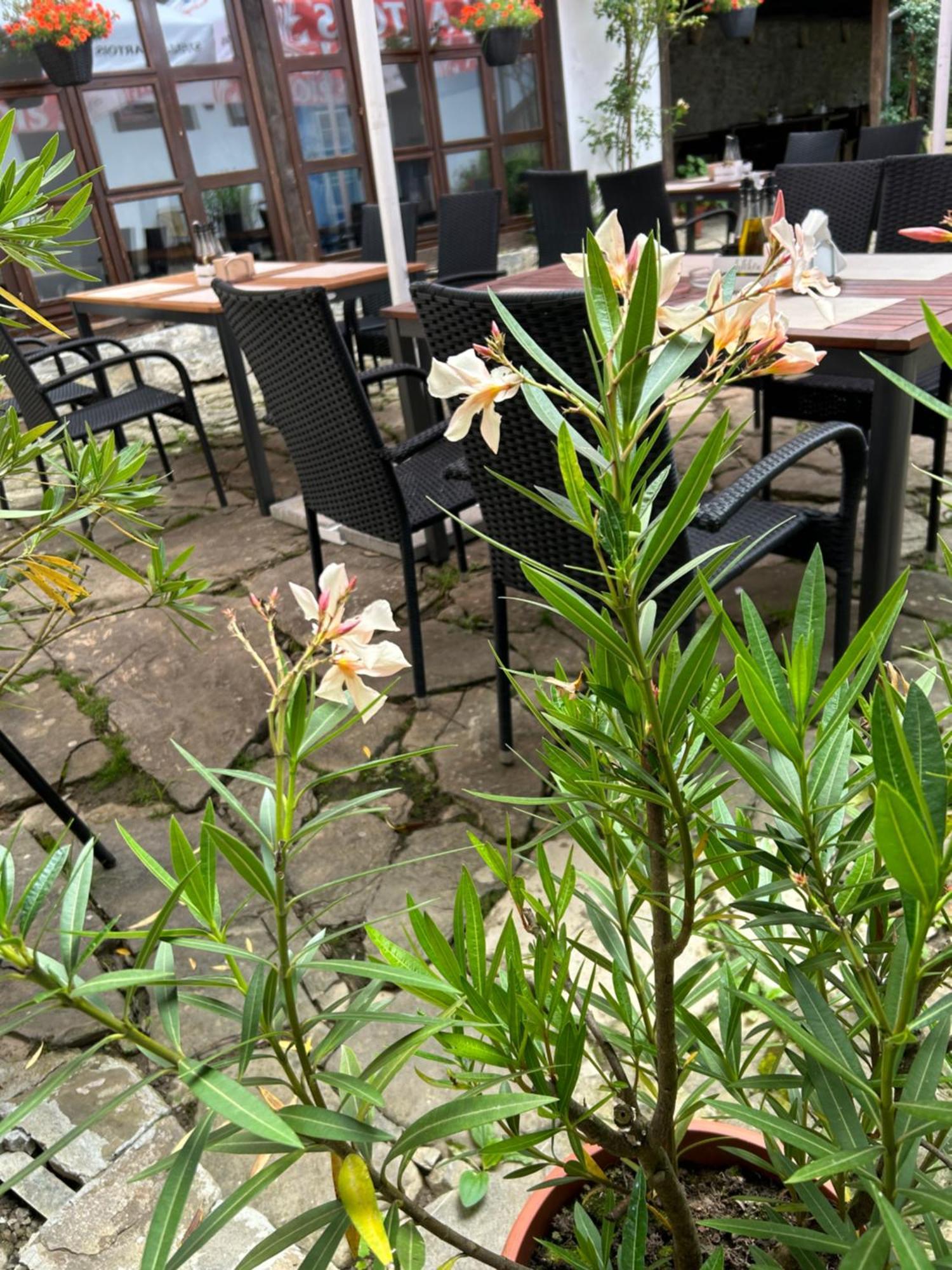 Family Hotel Bile Beli Osum Exterior photo